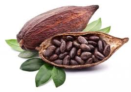 La Fermentación del Cacao